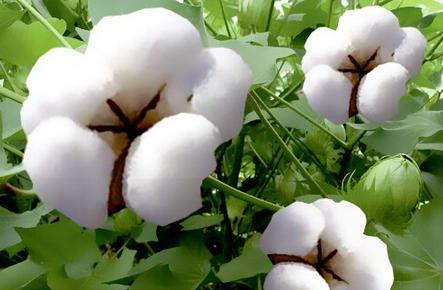 棉花收購(gòu)系統(tǒng)